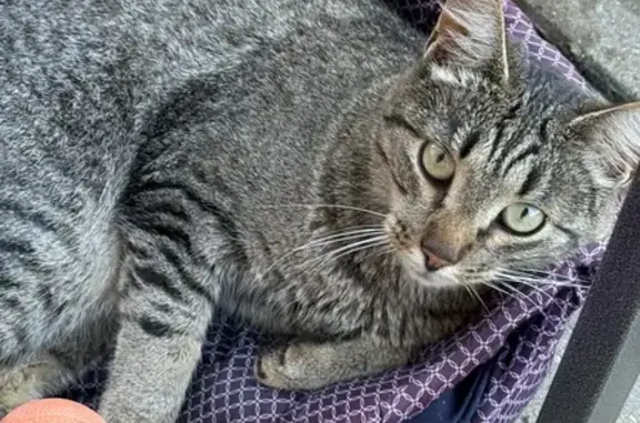 Кошка найдена: Кронбургская ул., 9к5