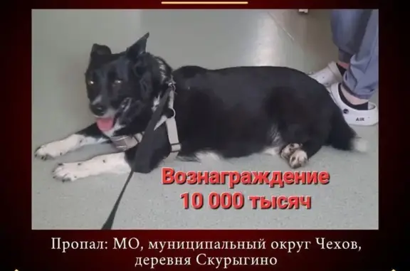 Собаки потеряшки, Московская область, фото: Потеряшка собака в Скурыгино, МО