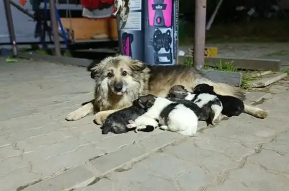 Собаки потеряшки, Хабаровск, фото: Потеряшка собака, Полярная ул. 69, Хабаровск