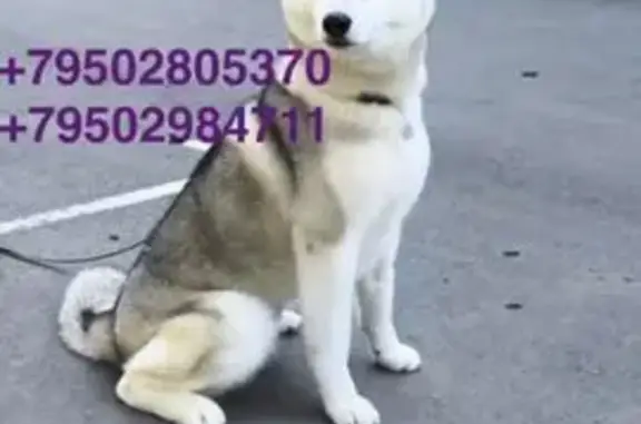 Пропала собака в Приморье, ищем хозяев