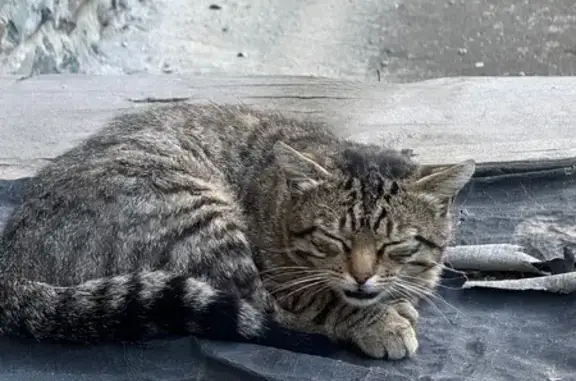Объявления о пропавших и найденных животных, Новосибирск, фото: Кошка найдена: Немировича-Данченко 169