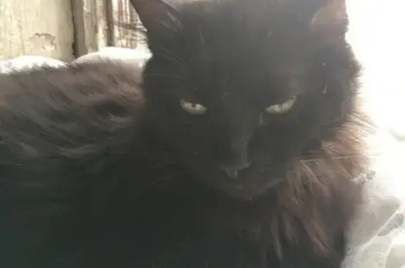 Найдена кошка, пр. Славы 5, СПб