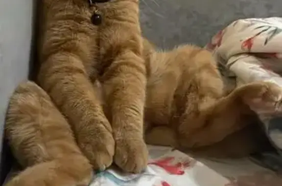 Кошки потеряшки, Тавда, фото: Потеряшка кот Марсик, ул. Орджоникидзе 2