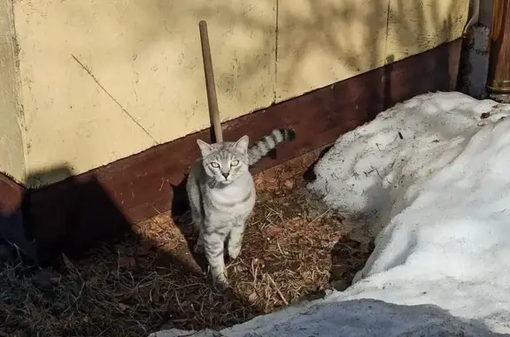 Кошки потеряшки, Сингапай, фото: Потеряшка кот Марсик, ул. Энтузиастов, 18