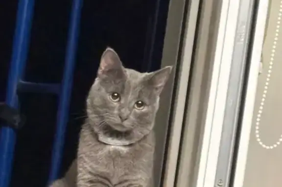 Пропала кошка, ул. Болотникова, 2, Калуга