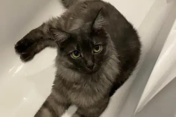 Пропала кошка, ул. Маяковского 32, ХМ