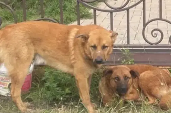 Найдена собака, Бийск, фото: Рыжая собака найдена, Сосновый пер., 91