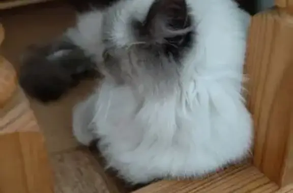 Пропала кошка, ул. Сергея Орлова, 7