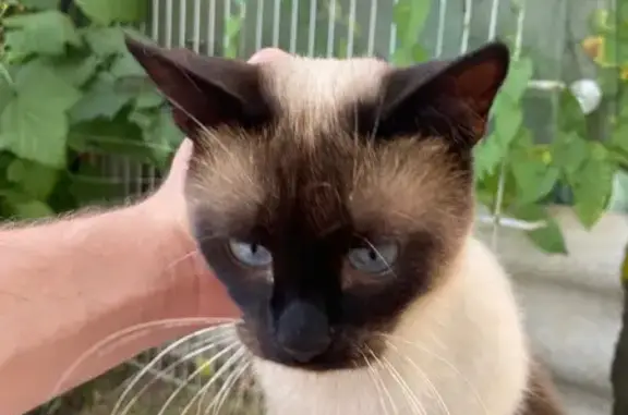 Кошки потеряшки, Новокубанск, фото: Потеряшка котик, Большевистская 78, Новокубанск