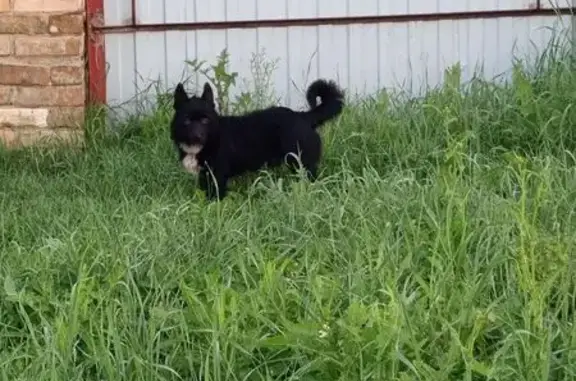 Найдена собака, Елисеевская ул., Орёл