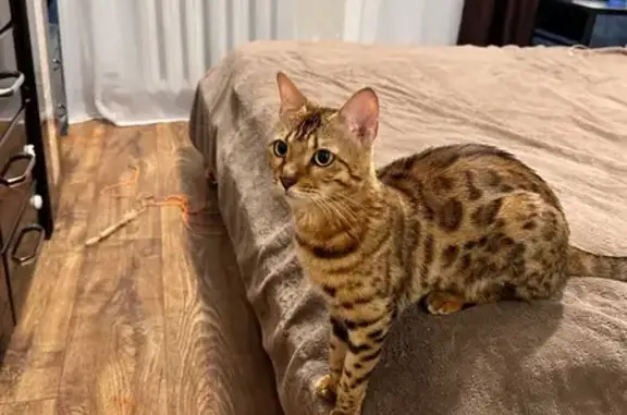 Кошки потеряшки, Иркутск, фото: Потеряшка бенгальская кошка, Трактовая 21А