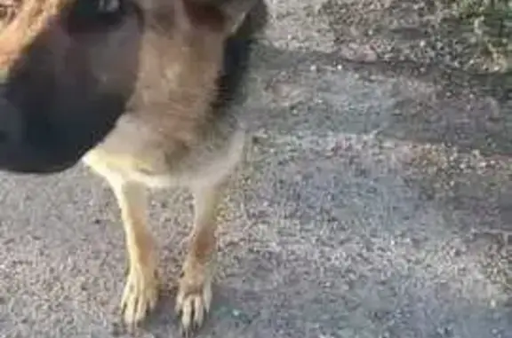 Найдена собака, Астрахань, фото: Овчарка найдена на Северной объездной