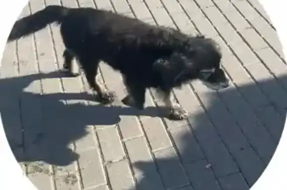 Найдена собака, , фото: Найдена собака у жд вокзала, Ждановичи