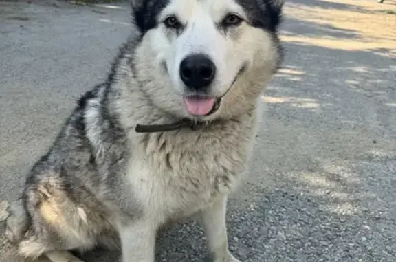 Собака найдена на Верхней, 9, Майкоп