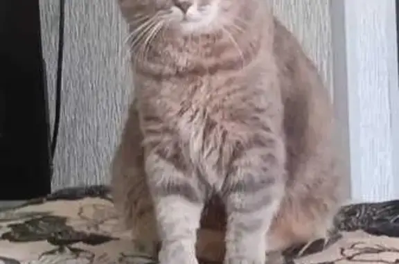 Пропала кошка, Окружная 1, Кумертау