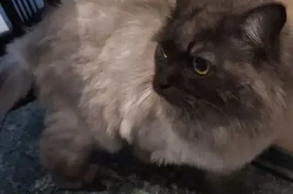 Кошка найдена: 4-я ул. 8 Марта, 5, Москва
