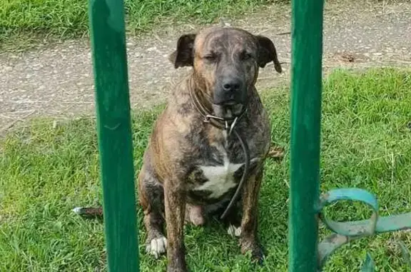 Найдена собака, Московская область, фото: Найдена собака, Алексино, МО