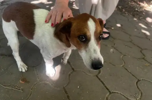 Собака найдена: Новороссийская 60А/1, Крдр.