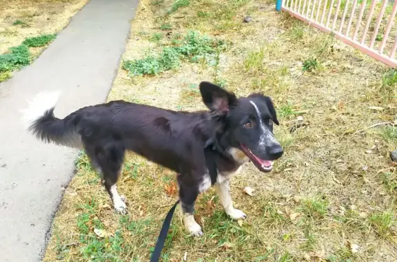 Собака найдена в автобусе на Волкова, 3