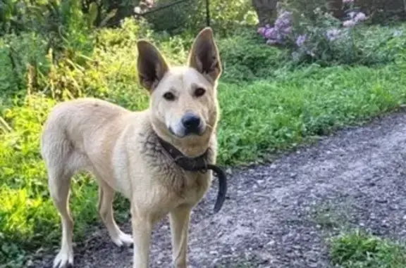 Найдена собака, Московская область, фото: Собака в дер. Арбеково, ищет хозяина