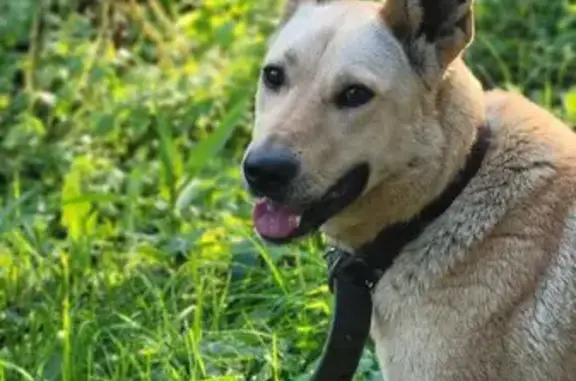 Найдена собака, Московская область, фото: Собака найдена в Арбеково, МО
