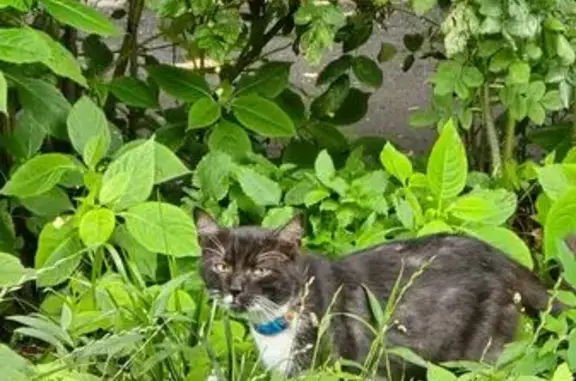 Кошка найдена: ул. Алексея Дикого, 16А