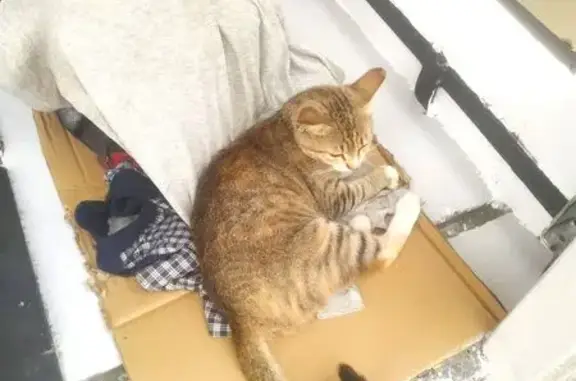 Найдена кошка, Афипский, фото: Кошка ищет дом, Смоленское ш., Афипский