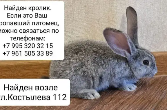 Найденные животные Краснодар, фото: Серый кот найден на Костылёва, 112, Краснодар