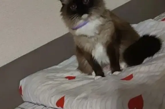 Пропала сиамская кошка, Кундышское СП