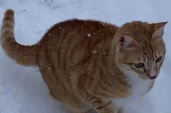 Кошки потеряшки, Кирово-Чепецк, фото: Потеряшка кошка, Лесной пр., 3, Кирово-Чепецк