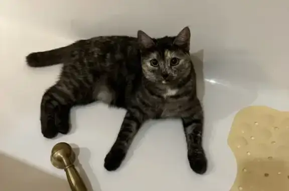 Кошки потеряшки, Тула, фото: Потеряшка кошка, ул. Болдина 97, Тула