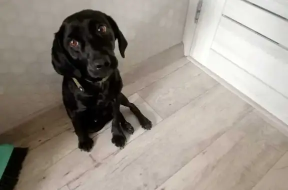 Найдена собака ул. Равенства, Протопопово