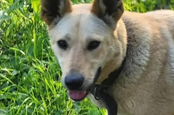 Найдена собака, Московская область, фото: Собака найдена в дер. Арбеково, МО