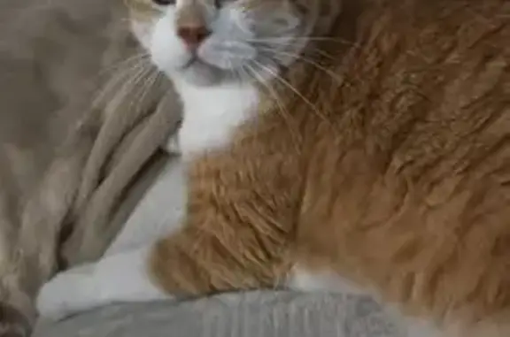 Кошки потеряшки, Хабаровск, фото: Потеряшка кошка, ул. Карла Маркса, 144В