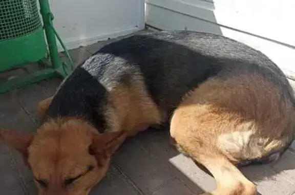 Найдена овчарка, Советская ул., Новочебоксарск