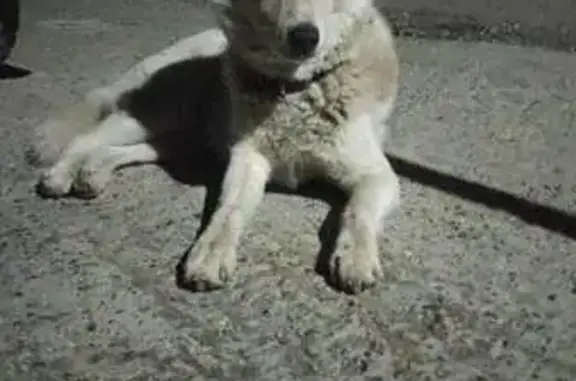 Найдена хаски, Яблоневая 17, Краснодар