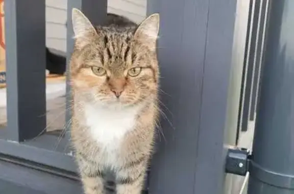 Кошки потеряшки, Московская область, фото: Потеряшка кошка, МО, 46Н-01541