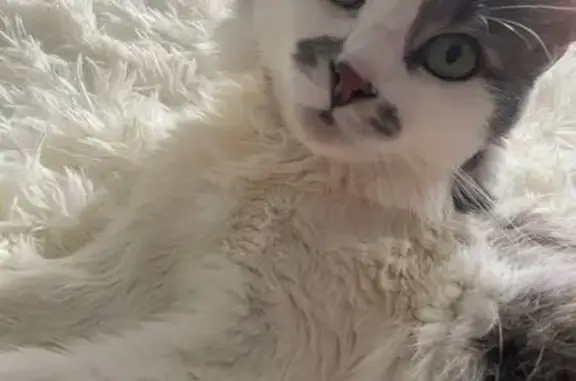 Пропала кошка, ул. Фролова, 7, Ковылкино