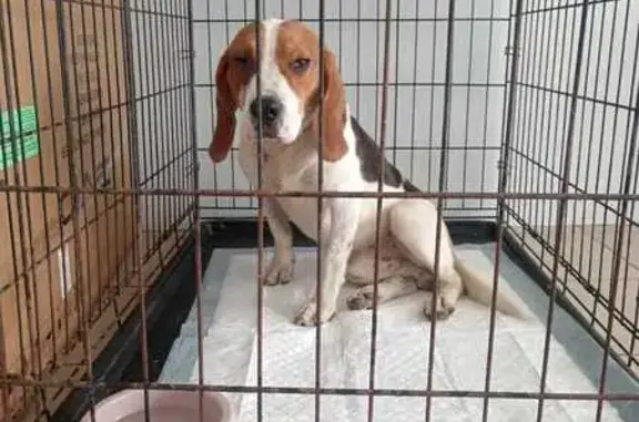 Найдена собака, Афипский, фото: Найден бигль, ул. Пушкина 88, Афипский