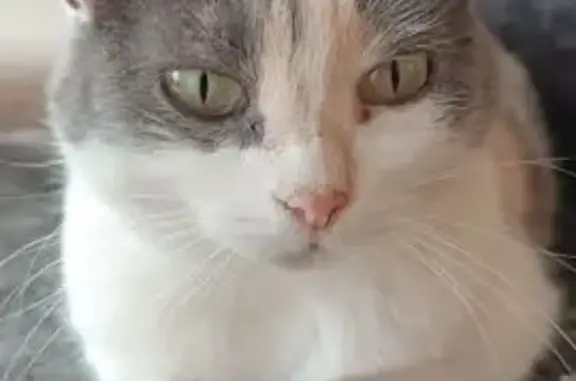 Пропала кошка, Плотинная 1А, Нск