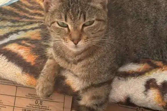 Кошка найдена: пл. Ленина, Якутск