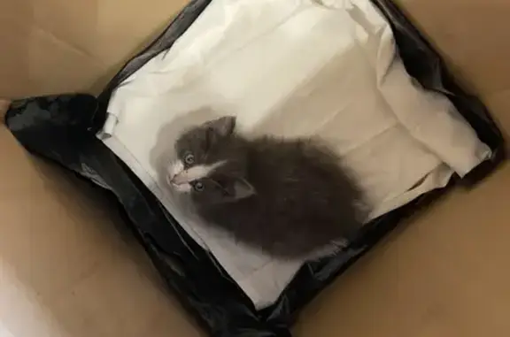 Найдена кошка, Первоуральск, фото: Кошка найдена на Герцена, 4, Первоуральск