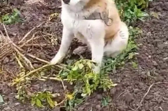 Найдена собака, Красноуфимск, фото: Собака найдена в Красном переулке, Красноуфимск