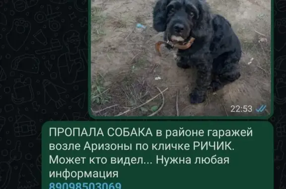 Собаки потеряшки, Хабаровск, фото: Потеряшка собака, Берёзовское шоссе, Хабаровск