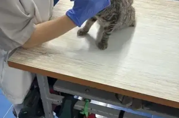 Кошка найдена, б-р Строителей 56, Кемерово