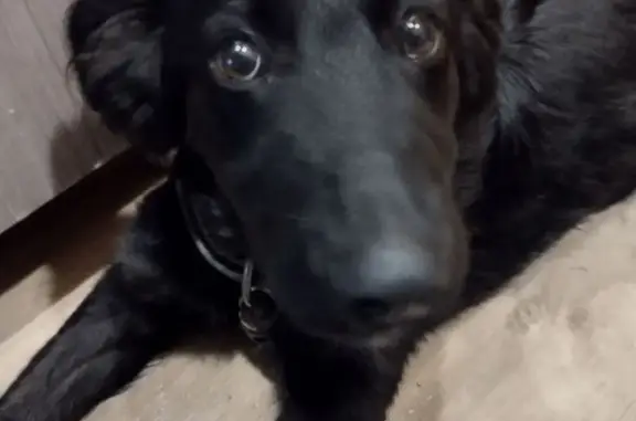 Найдена собака, Бийск, фото: Собака найдена: ул. Васильева, 5, Бийск