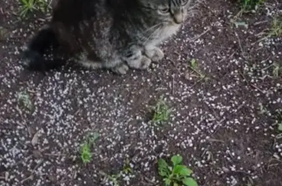 Кошка найдена, Братская ул. 19 к1, Москва