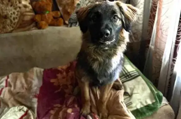 Пропала собака, Бурмистрово, 50К-13