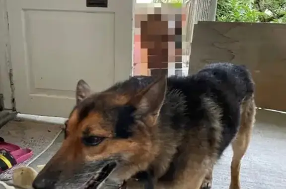 Пропала собака, Сочинское шоссе 28