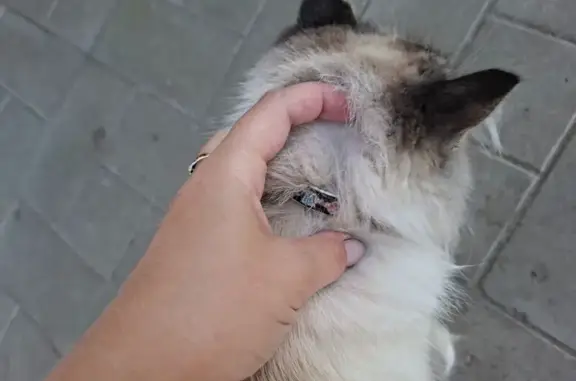 Кошка найдена у Чижика, Рябинина 33